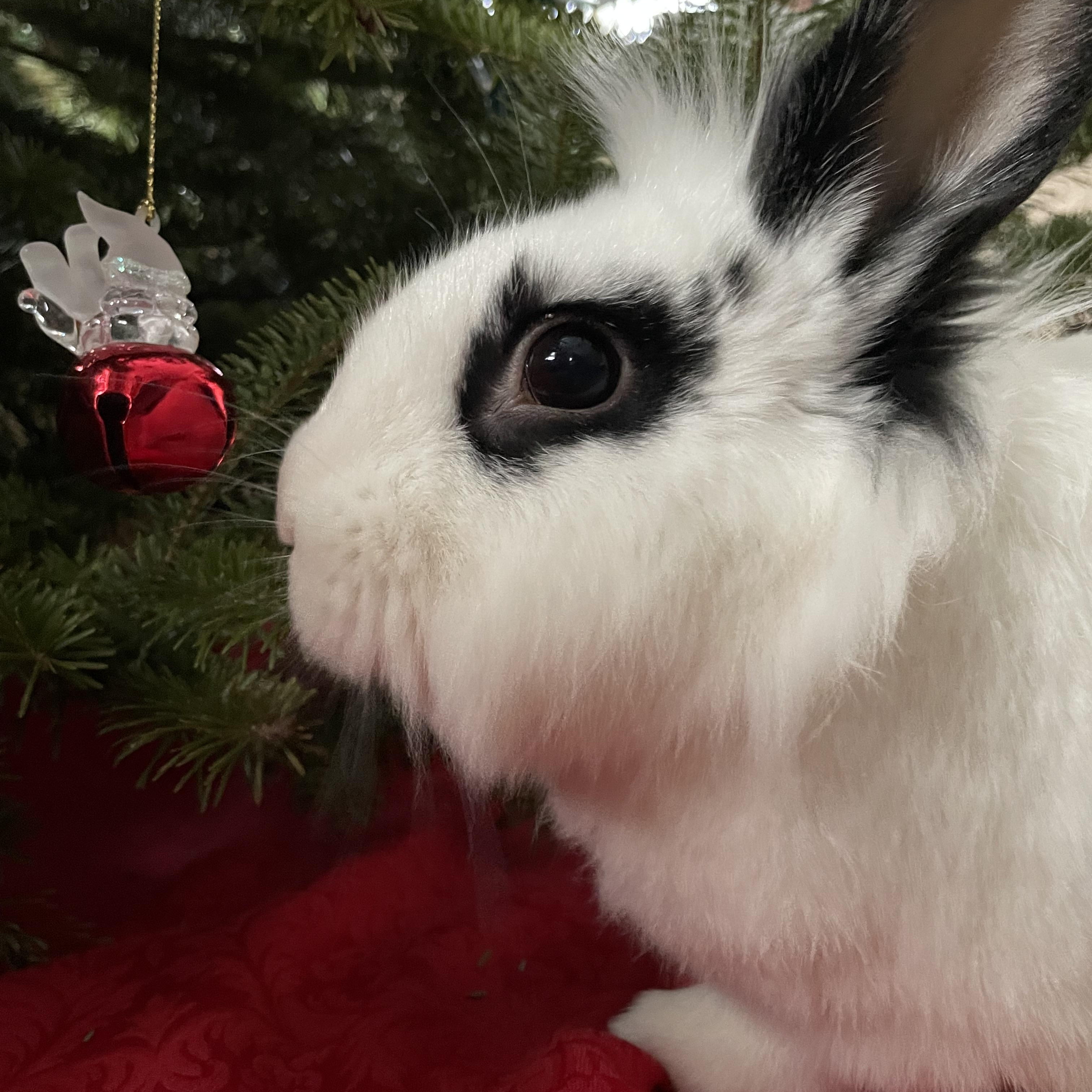 Enlarge Blizzard, a ADOPTABLE Lionhead in Andover, CT image 5/6