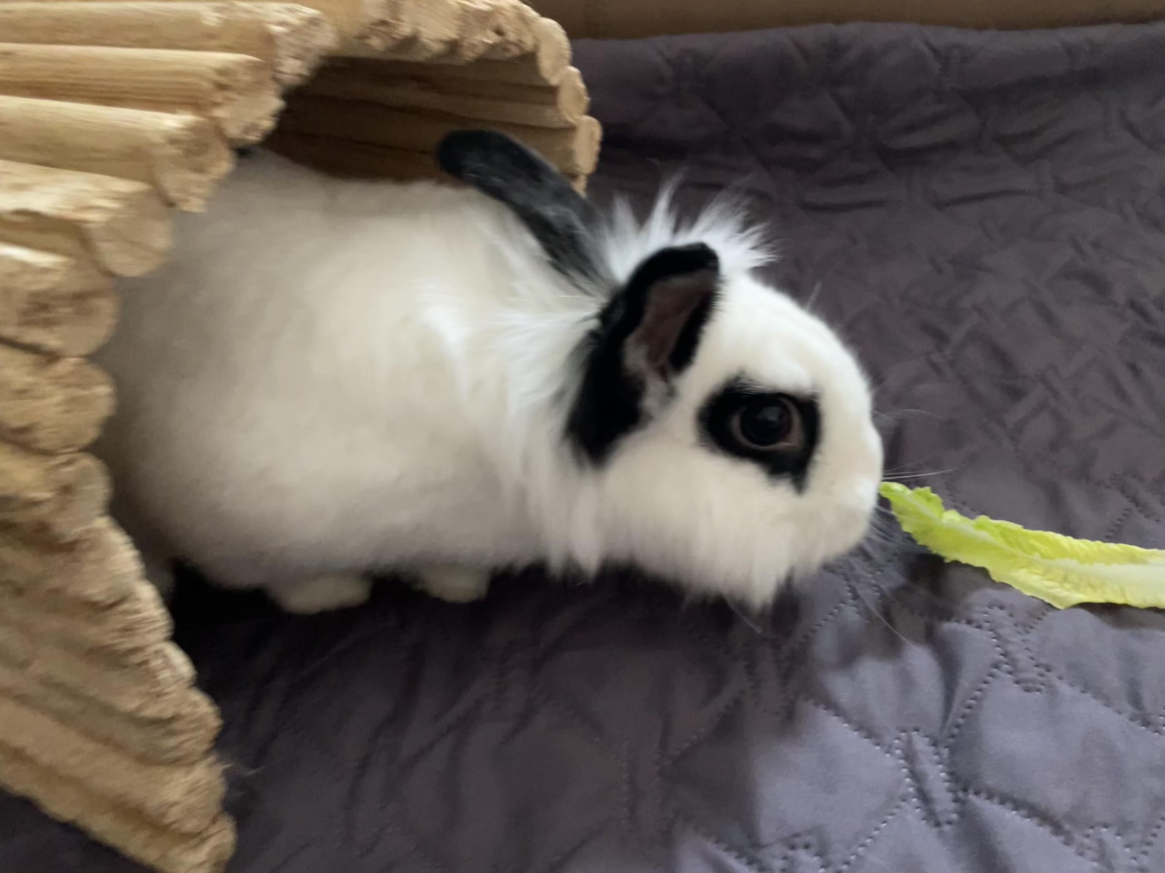 Enlarge Blizzard, a ADOPTABLE Lionhead in Andover, CT image 4/6