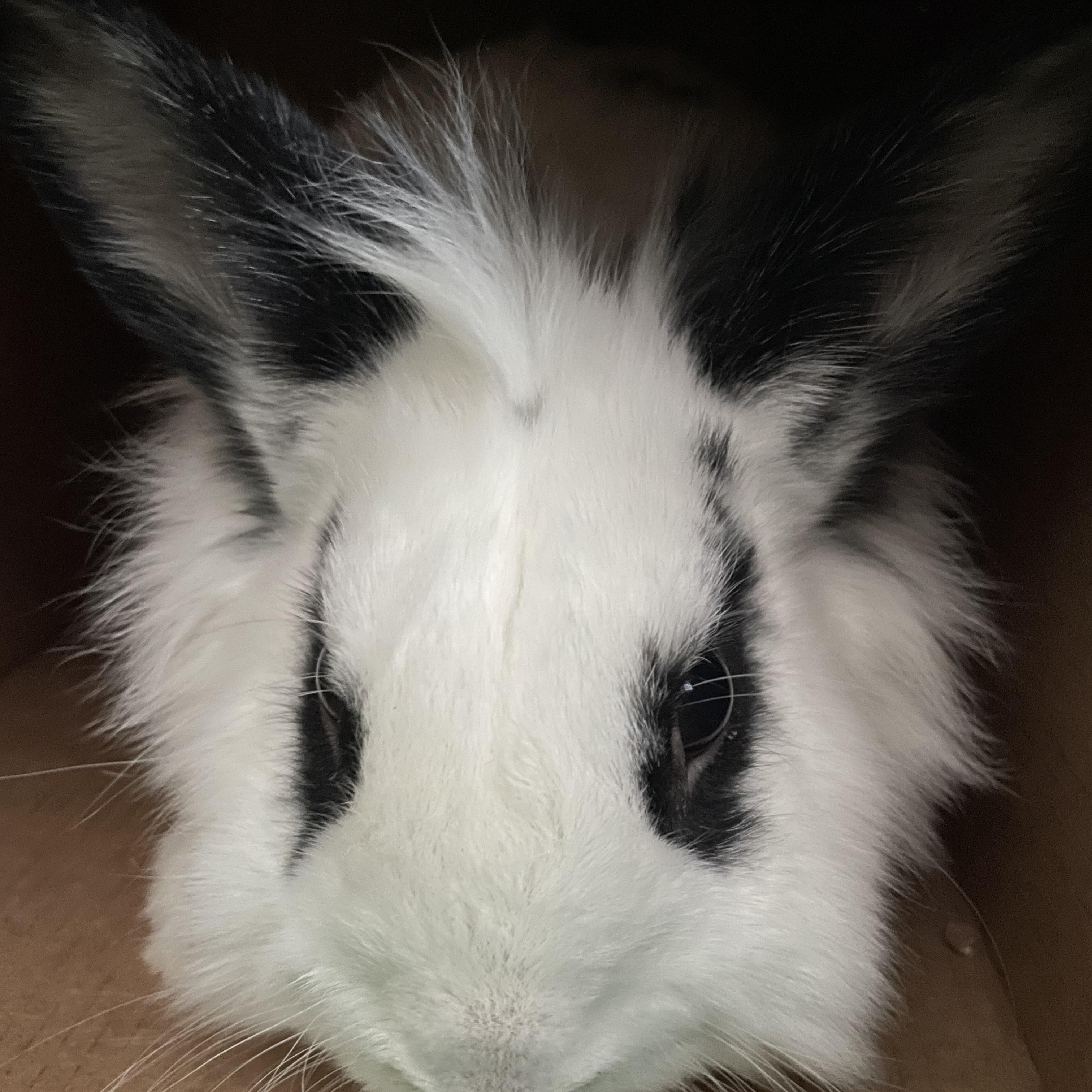Enlarge Blizzard, a ADOPTABLE Lionhead in Andover, CT image 2/6