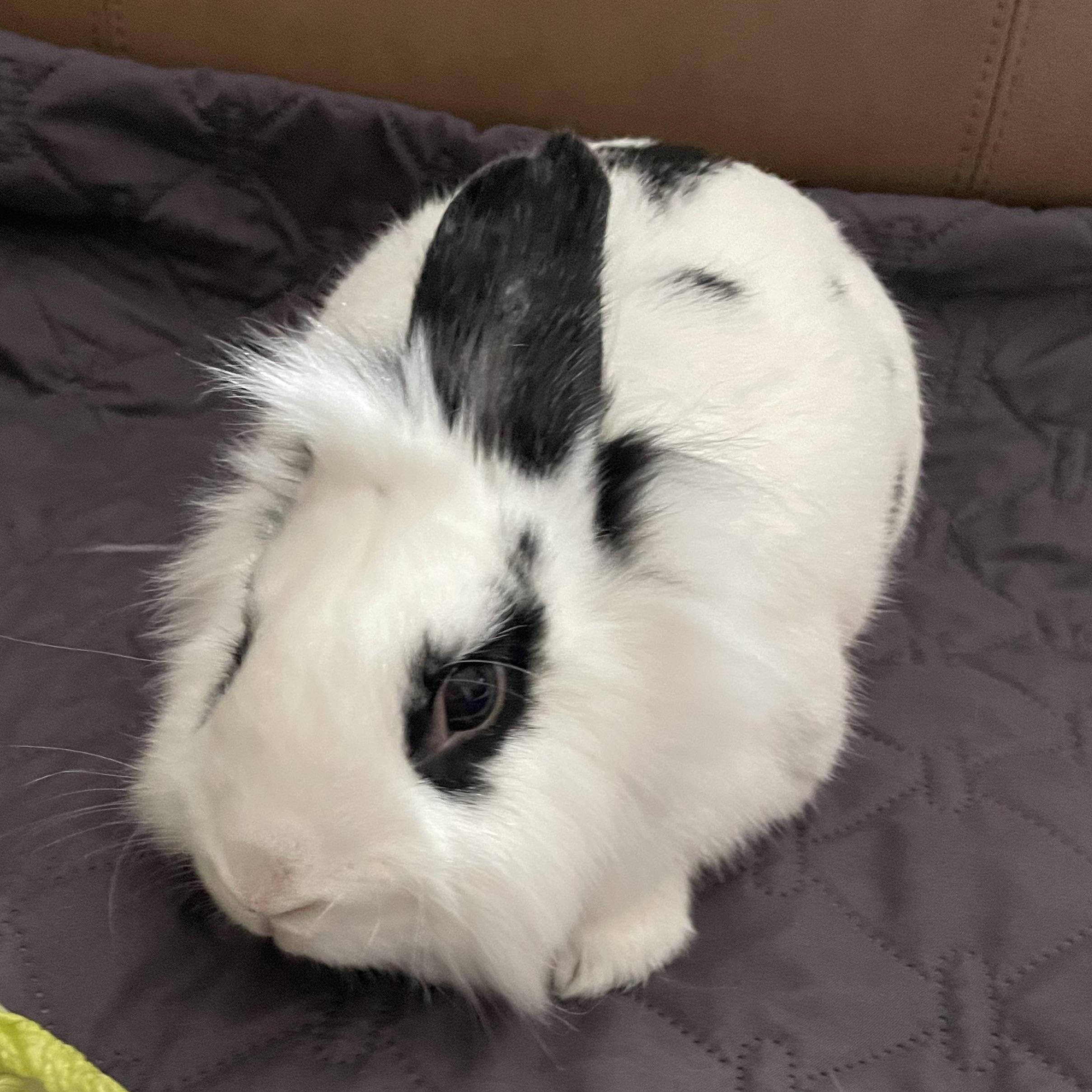 Blizzard, ADOPTABLE, Young Male Lionhead.