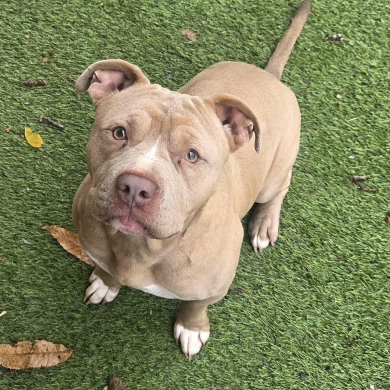 Enlarge Boomer, a ADOPTABLE American Staffordshire Terrier in Southern Pines, NC image 1/2