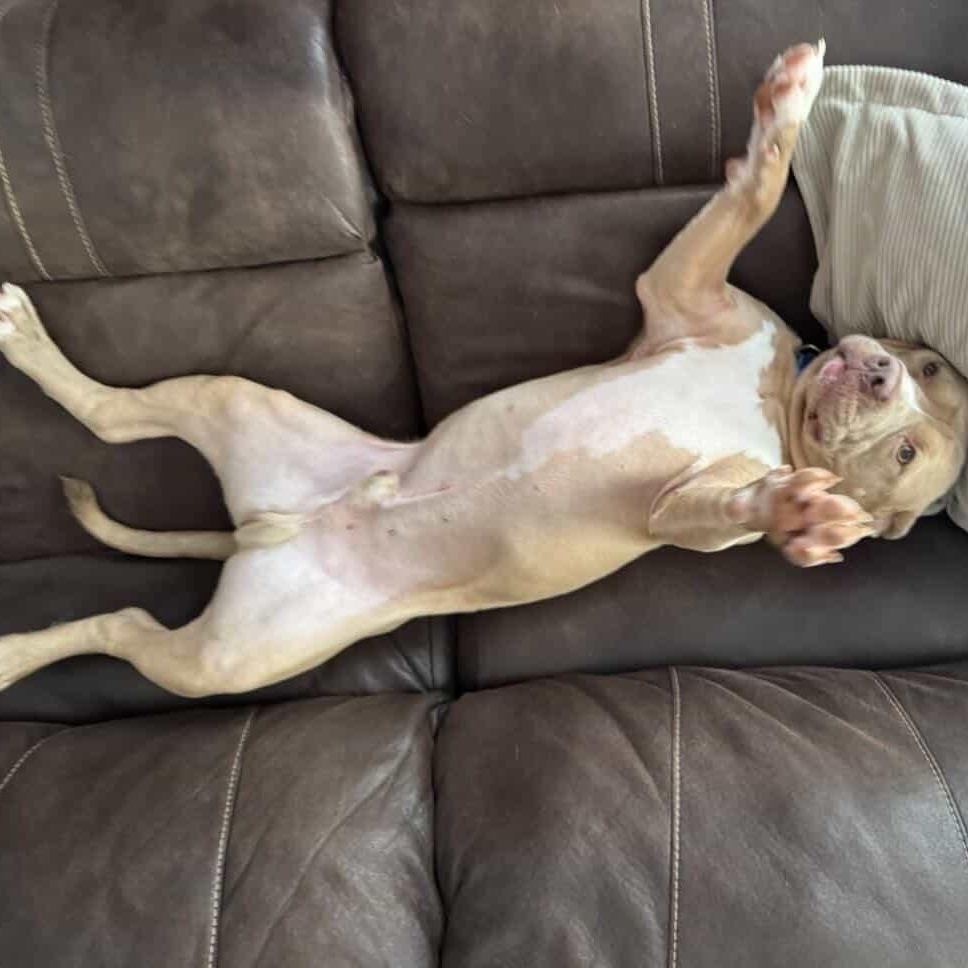 Enlarge Boomer, a ADOPTABLE American Staffordshire Terrier in Southern Pines, NC image 2/2