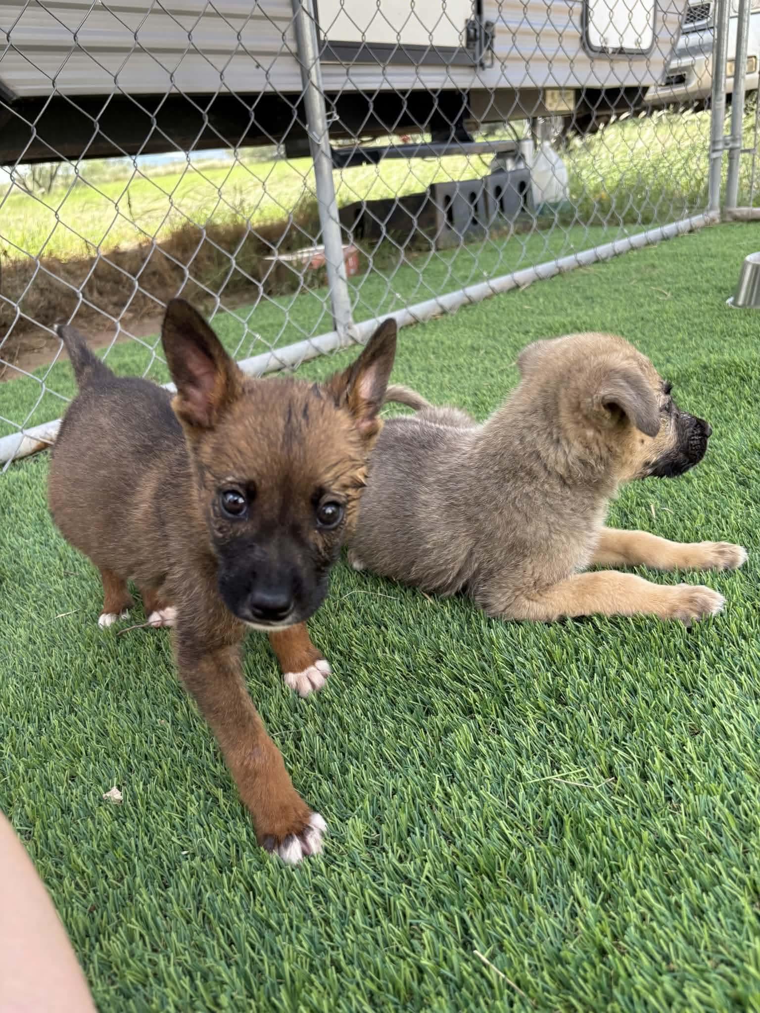 Enlarge Sirius, a Adoptable mixed breed in Sierra Vista, AZ image 3/3