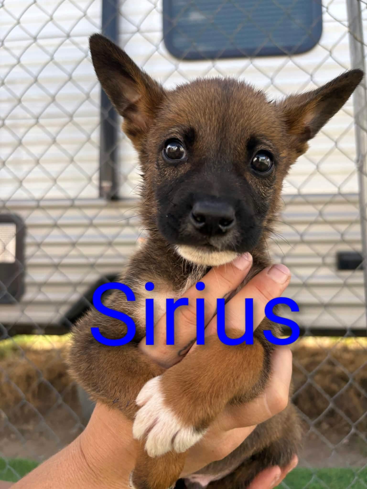 Enlarge Sirius, a Adoptable mixed breed in Sierra Vista, AZ image 1/3