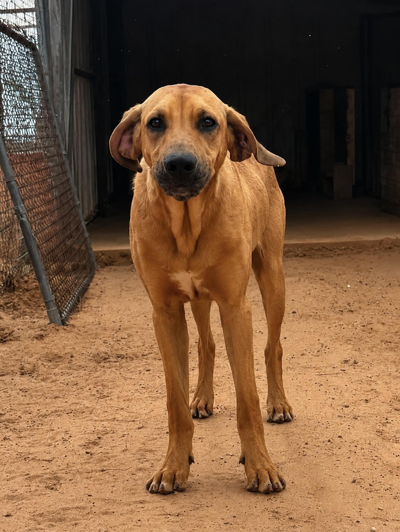 Enlarge Copper Whopper, a Adopted mixed breed in TULSA, OK image 1/6