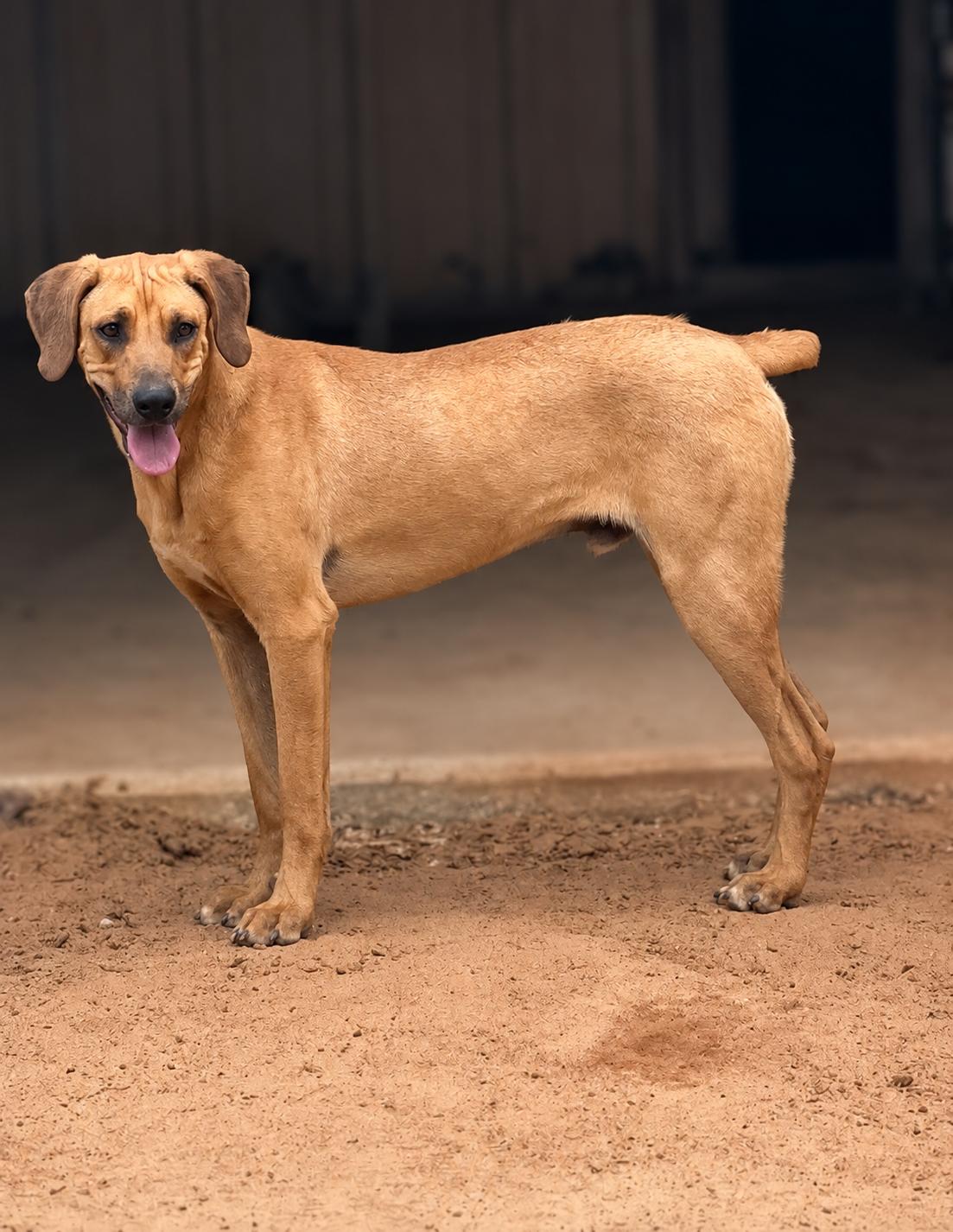 Enlarge Copper Whopper, a Adopted mixed breed in TULSA, OK image 3/6