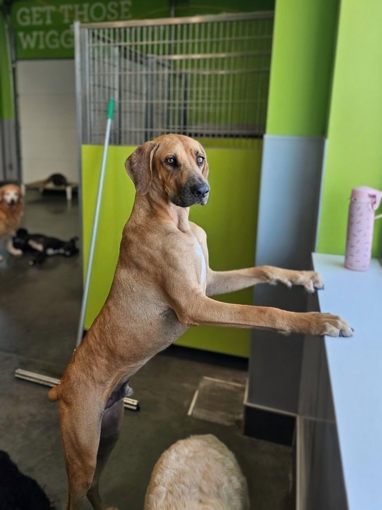 Enlarge Copper Whopper, a Adopted mixed breed in TULSA, OK image 4/6