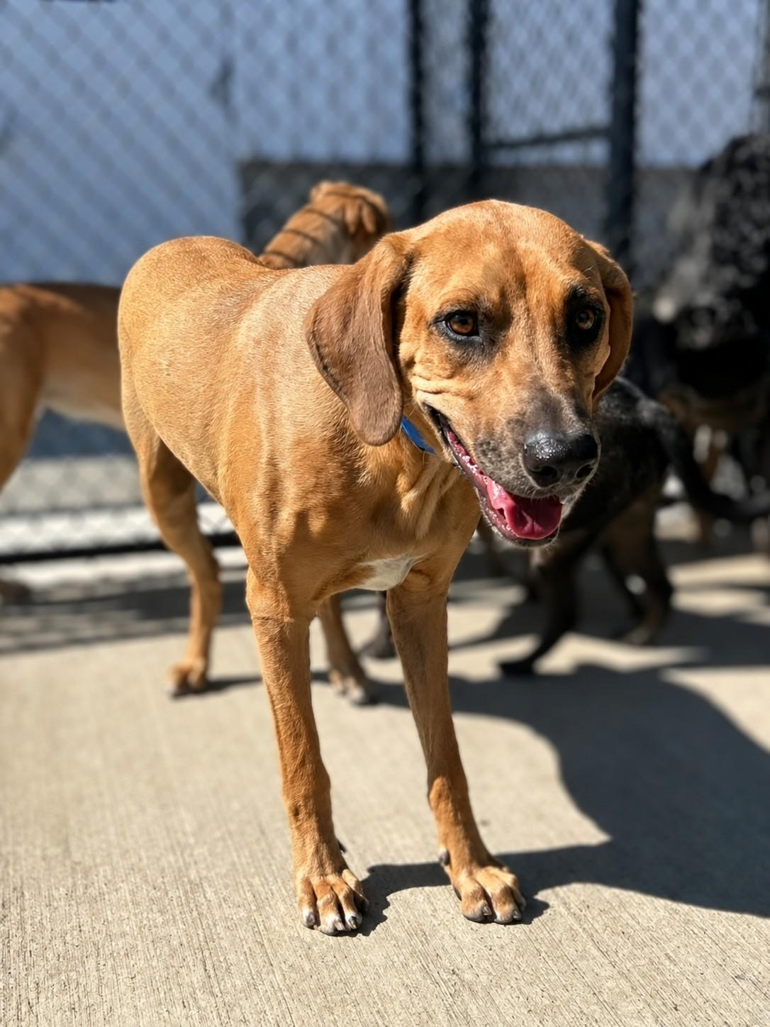 Enlarge Copper Whopper, a Adopted mixed breed in TULSA, OK image 5/6