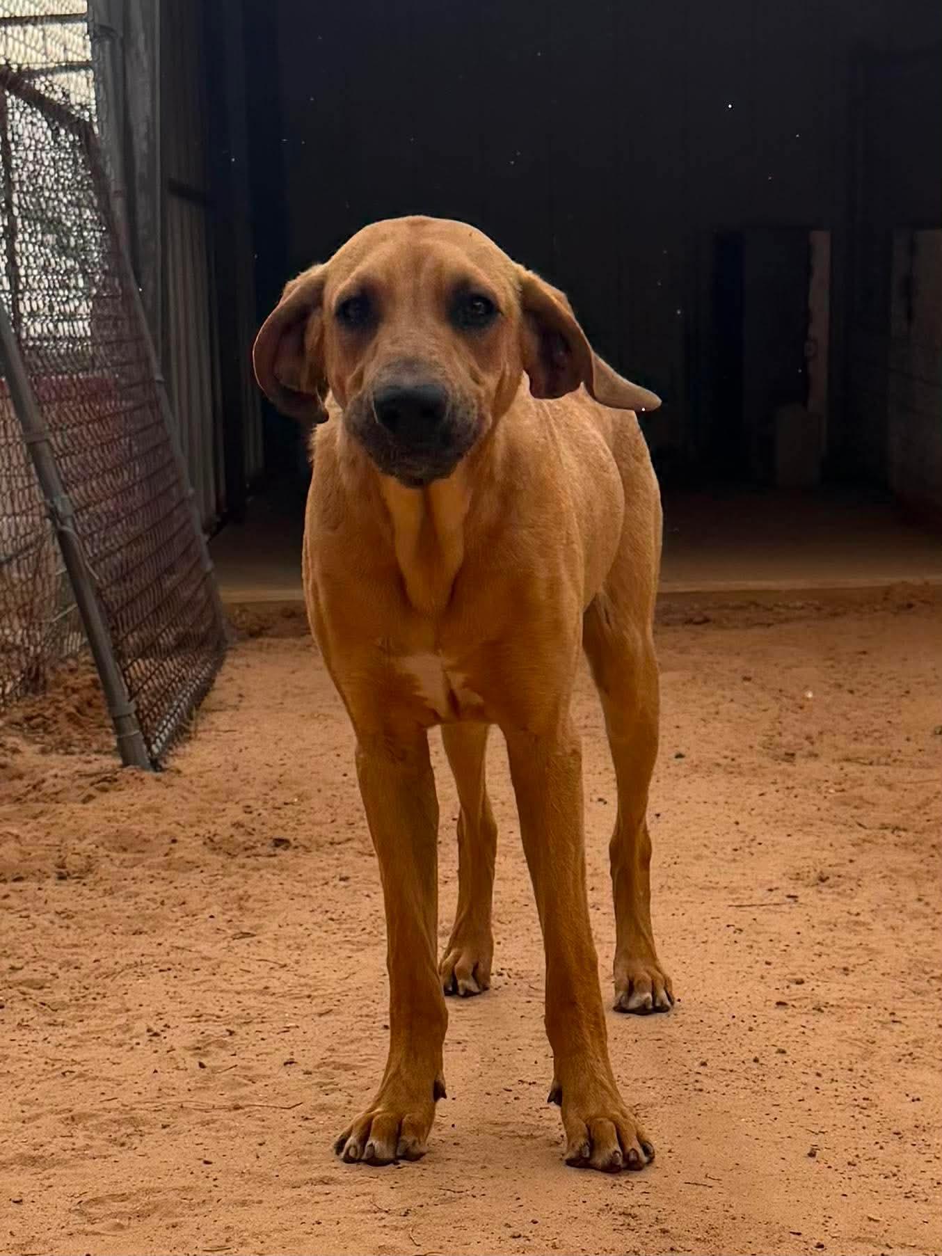 Enlarge Copper Whopper, a Adoptable mixed breed in TULSA, OK image 2/2