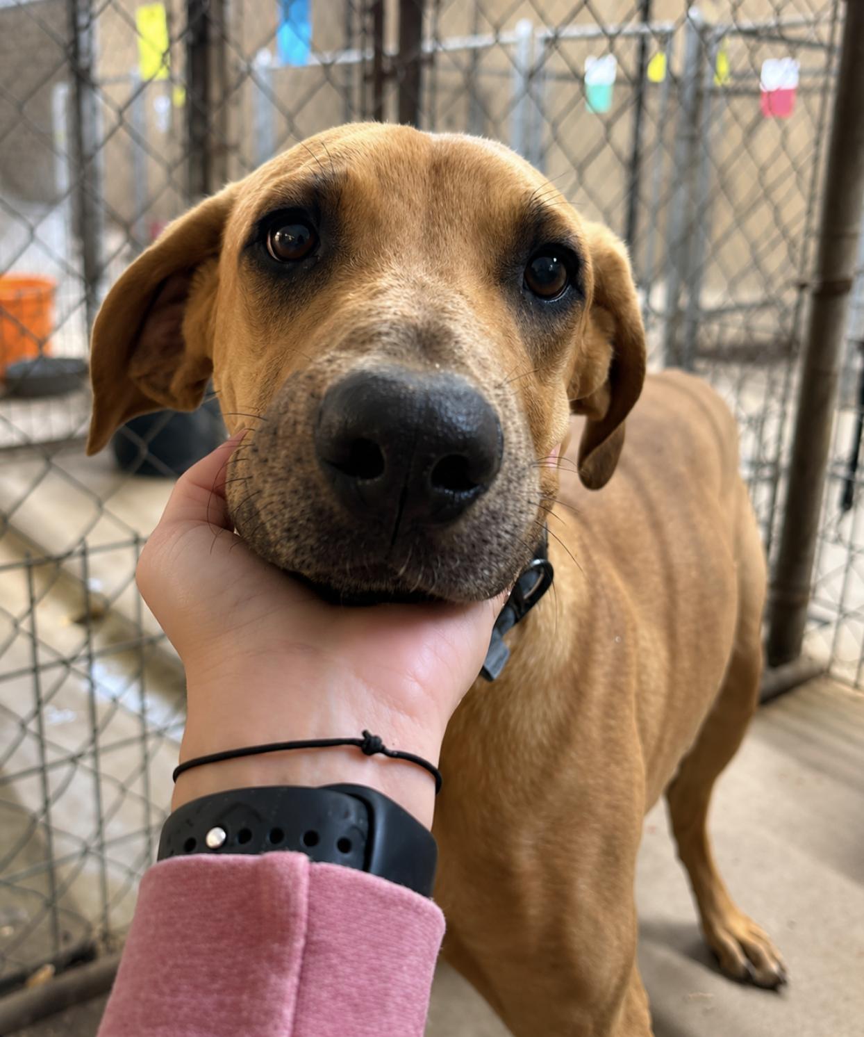 Enlarge Copper Whopper, a Adopted mixed breed in TULSA, OK image 6/6
