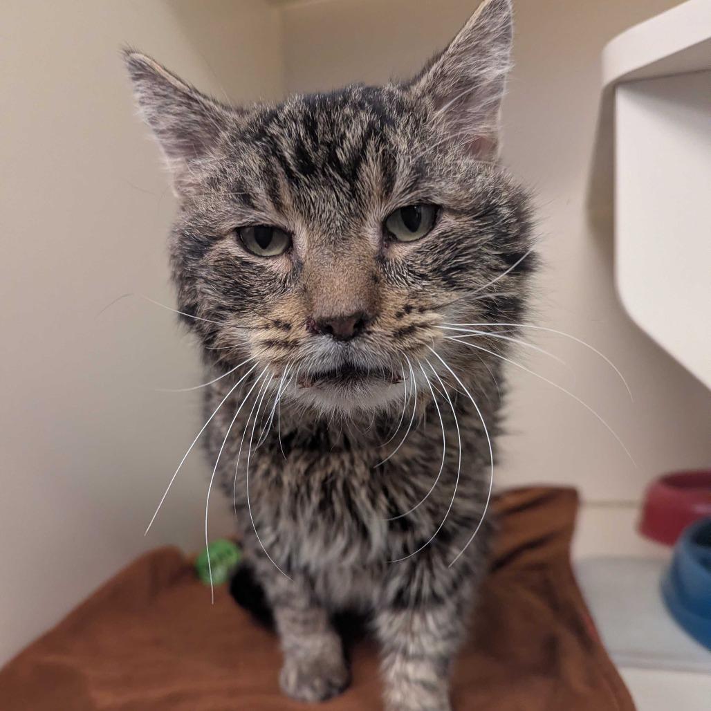 Norman, Adoptable, Senior Male Domestic Short Hair.