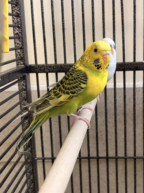 KALE, Adoptable, Adult Female Parakeet (Other).