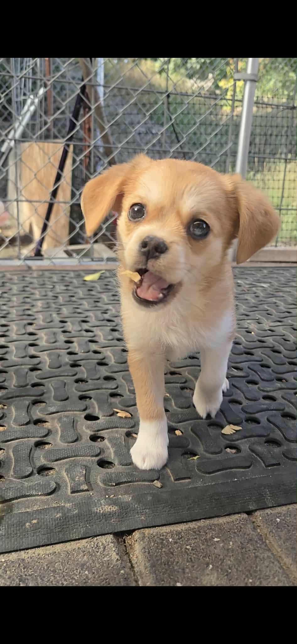 Pippy, a Adopted mixed breed in Portland, OR image 1/6