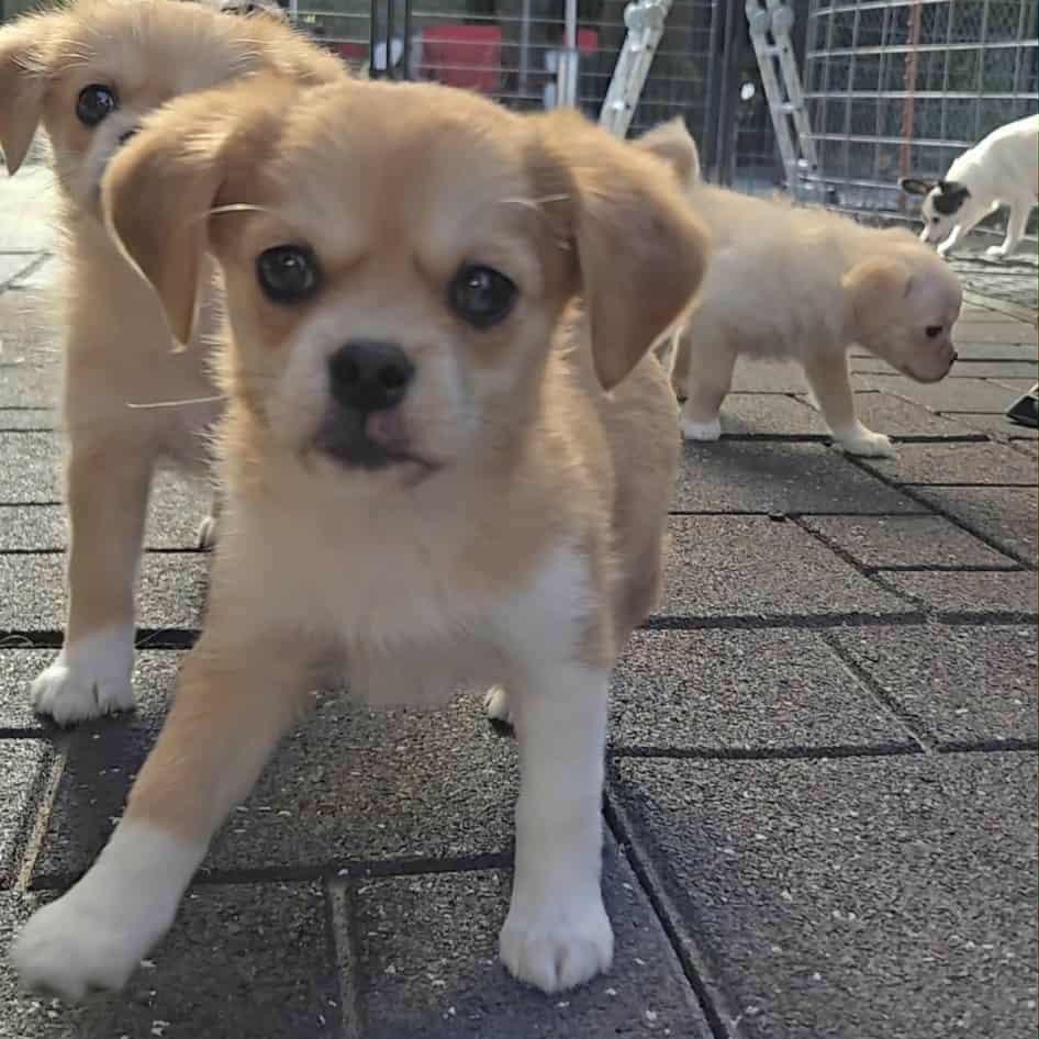 Pippy, a Adopted mixed breed in Portland, OR image 6/6