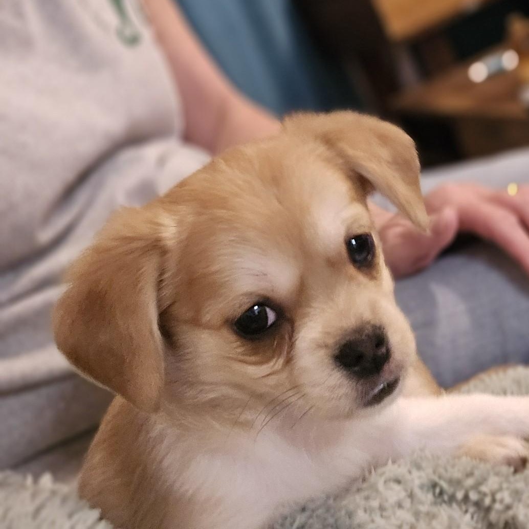Pippy, a Adopted mixed breed in Portland, OR image 3/6