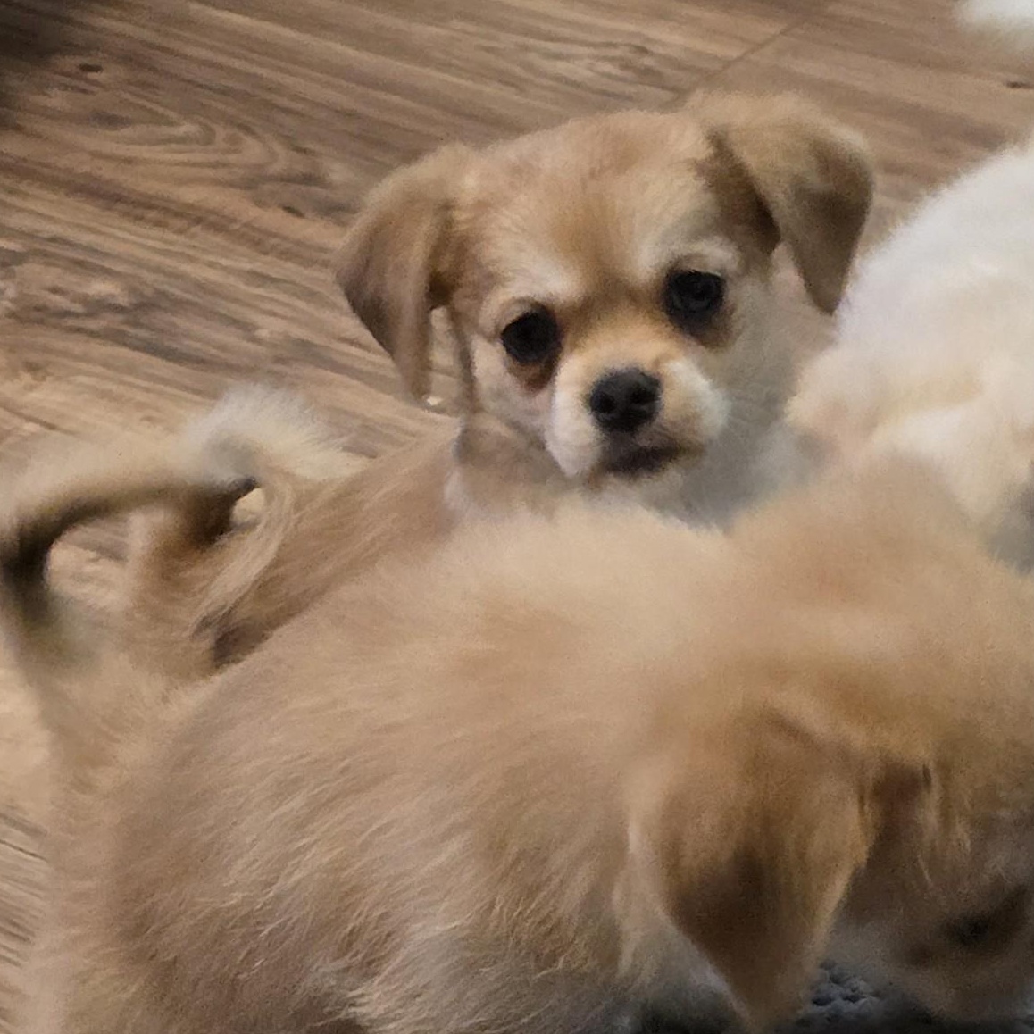 Pippy, a Adopted mixed breed in Portland, OR image 4/6