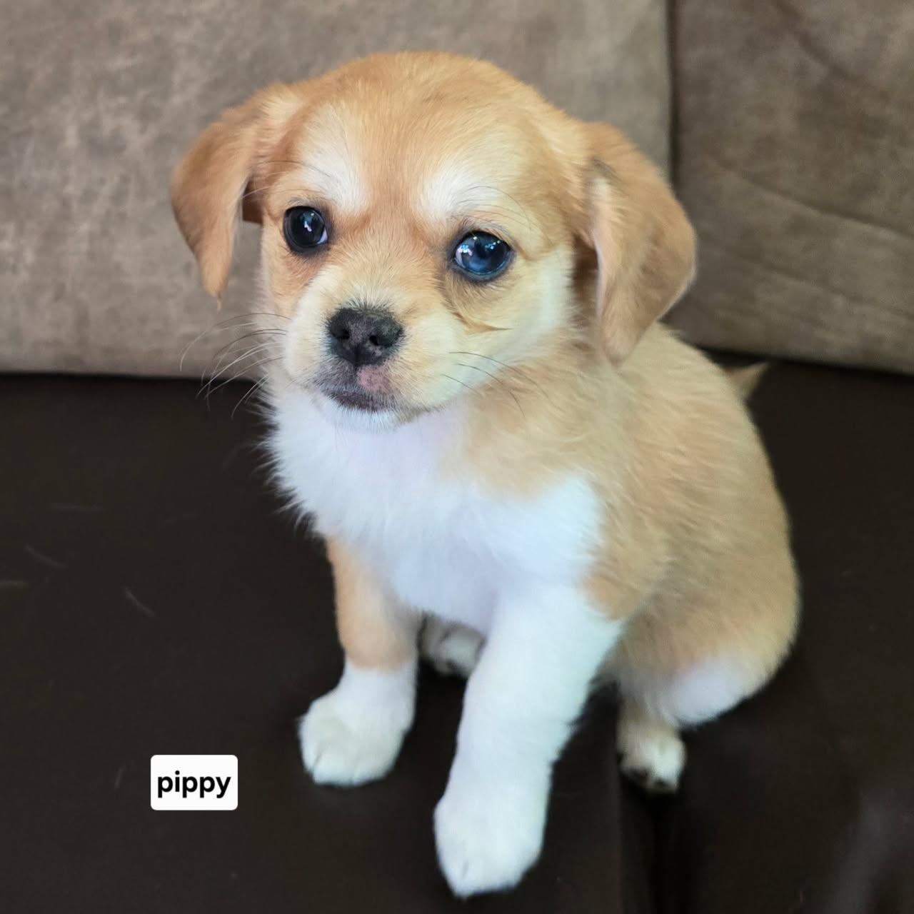 Pippy, a Adopted mixed breed in Portland, OR image 2/6