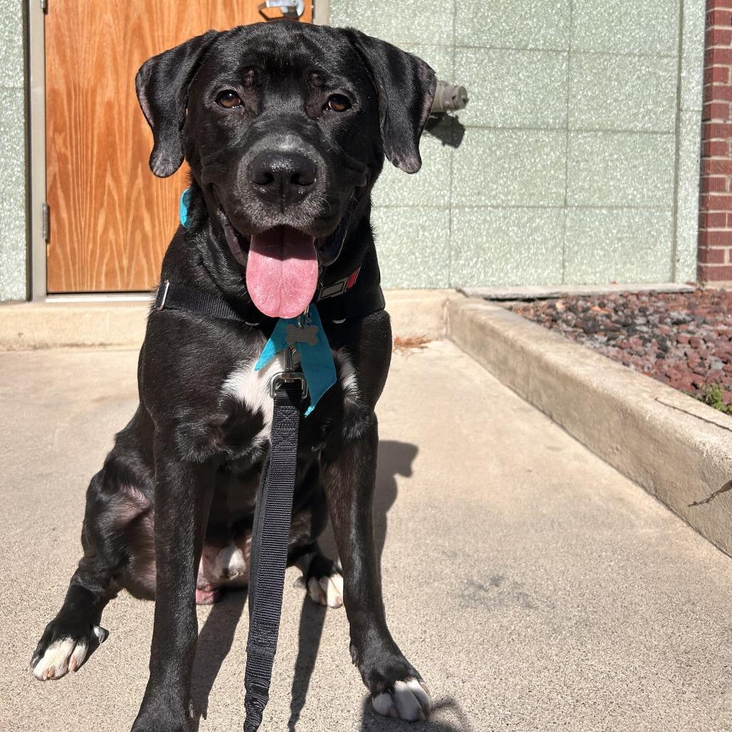Socks, a Adoptable Mixed Breed in Murray, UT image 1/6