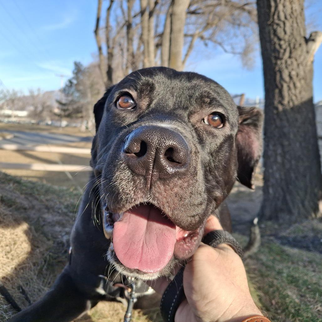 Socks, a Adoptable Mixed Breed in Murray, UT image 2/6