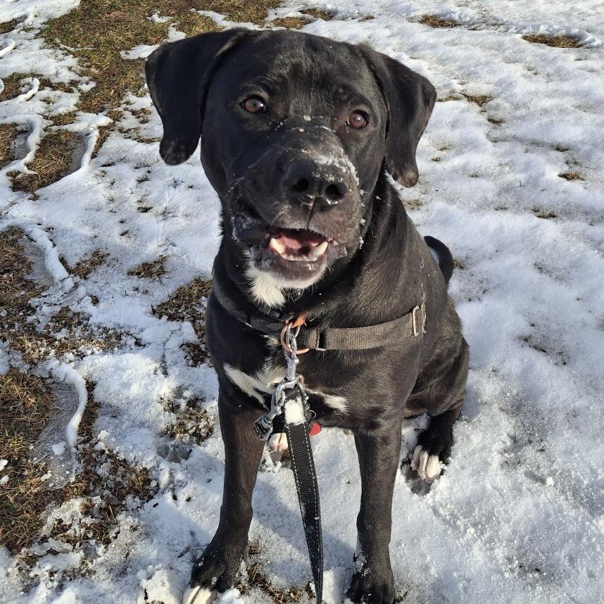 Socks, a Adoptable Mixed Breed in Murray, UT image 4/6