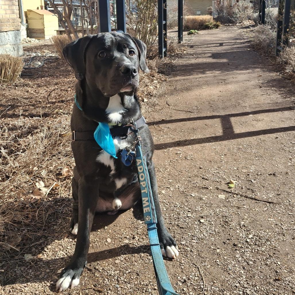 Socks, a Adoptable Mixed Breed in Murray, UT image 6/6