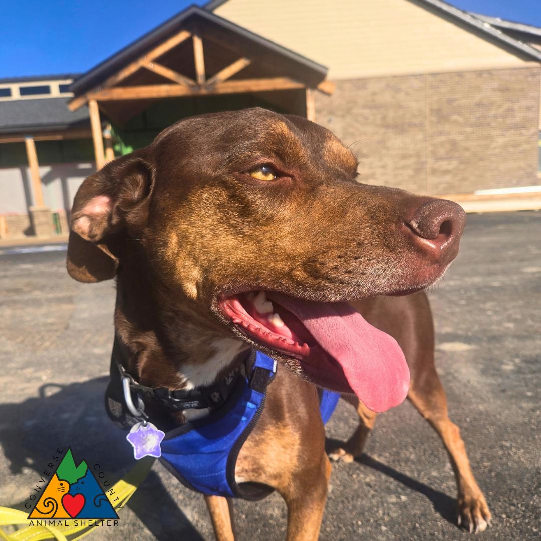 Enlarge Stanley, a Adoptable Catahoula Leopard Dog in Douglas, WY image 2/4