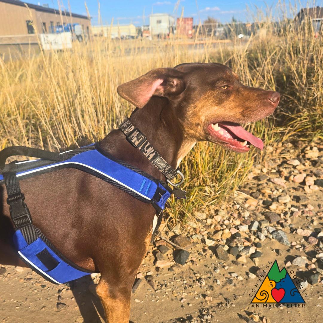 Enlarge Stanley, a Adoptable Catahoula Leopard Dog in Douglas, WY image 3/4