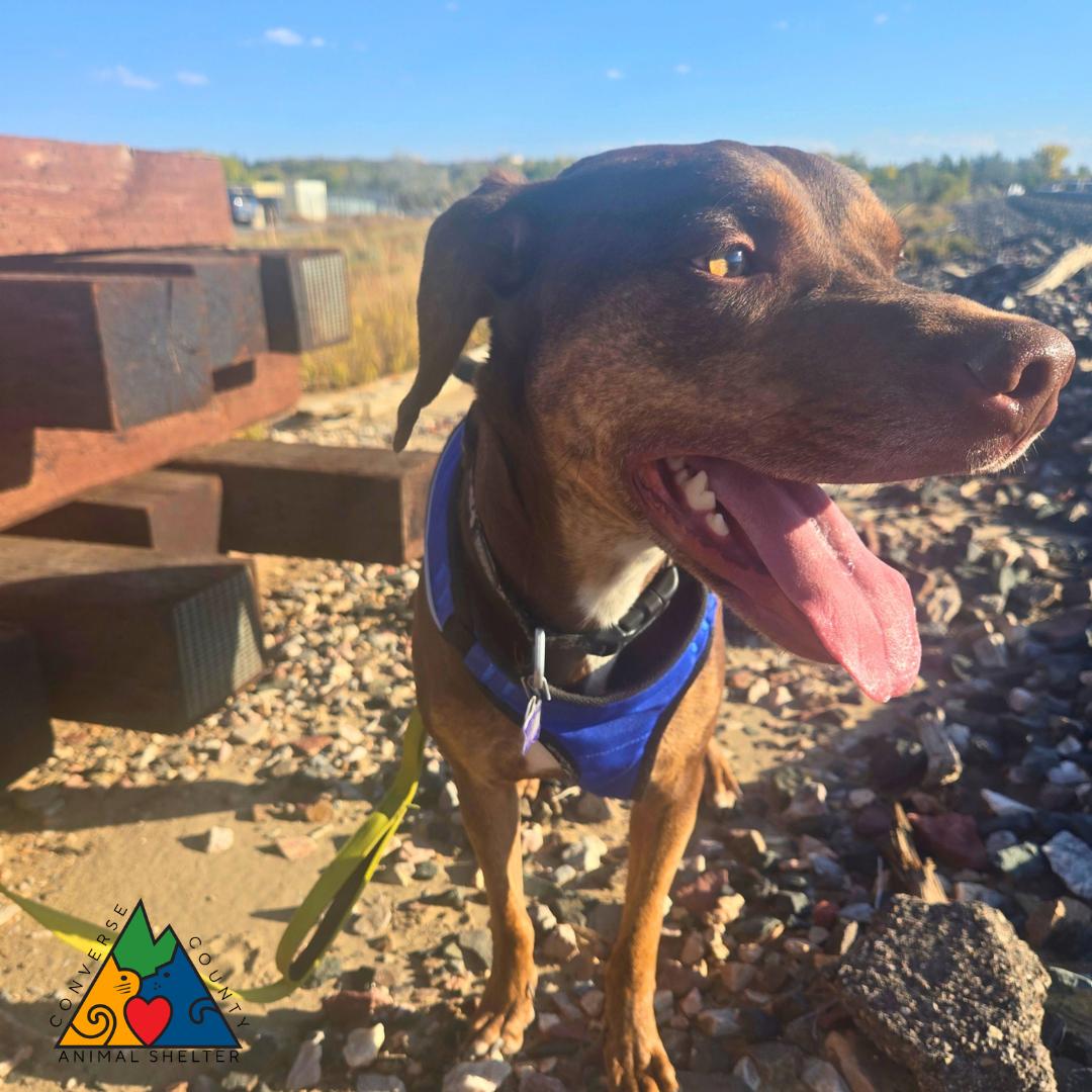 Enlarge Stanley, a Adoptable Catahoula Leopard Dog in Douglas, WY image 4/4
