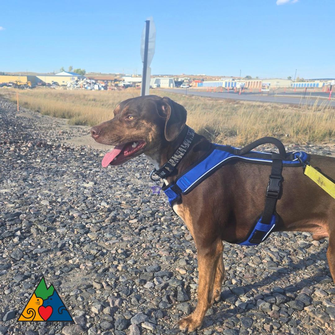 Enlarge Stanley, a Adoptable Catahoula Leopard Dog in Douglas, WY image 1/4
