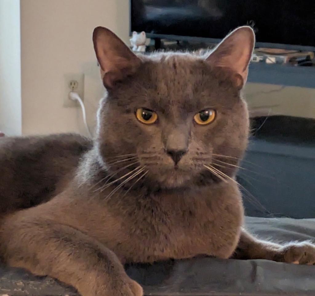 Enlarge Ned, a Adoptable mixed breed in Ewing, NJ image 1/1