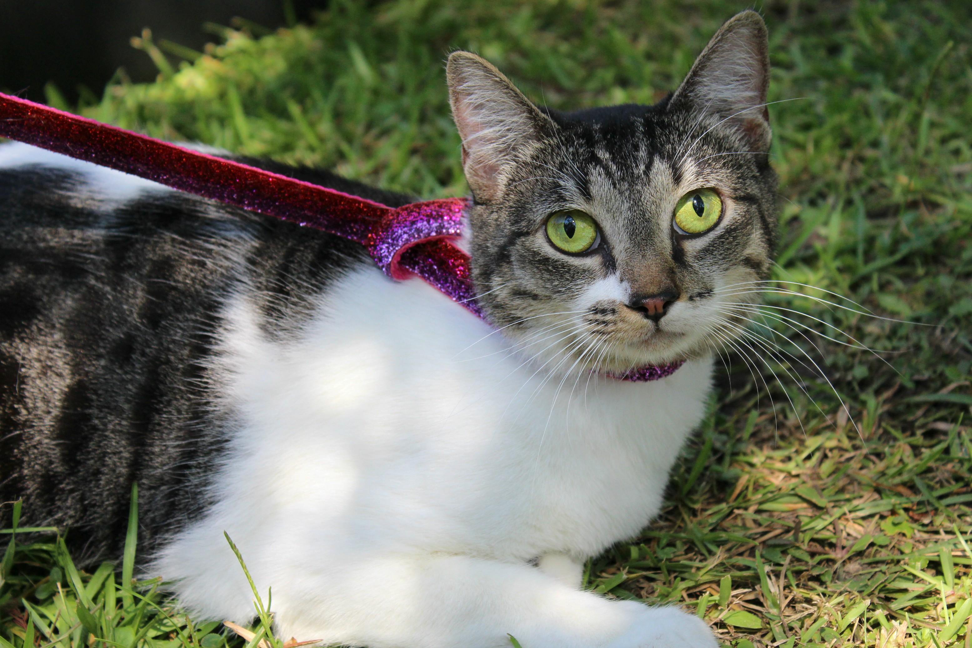 Ally, Senior Female unknown