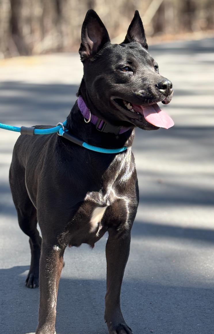 Little Athena, Adoptable, Young Female Labrador Retriever & Shepherd.