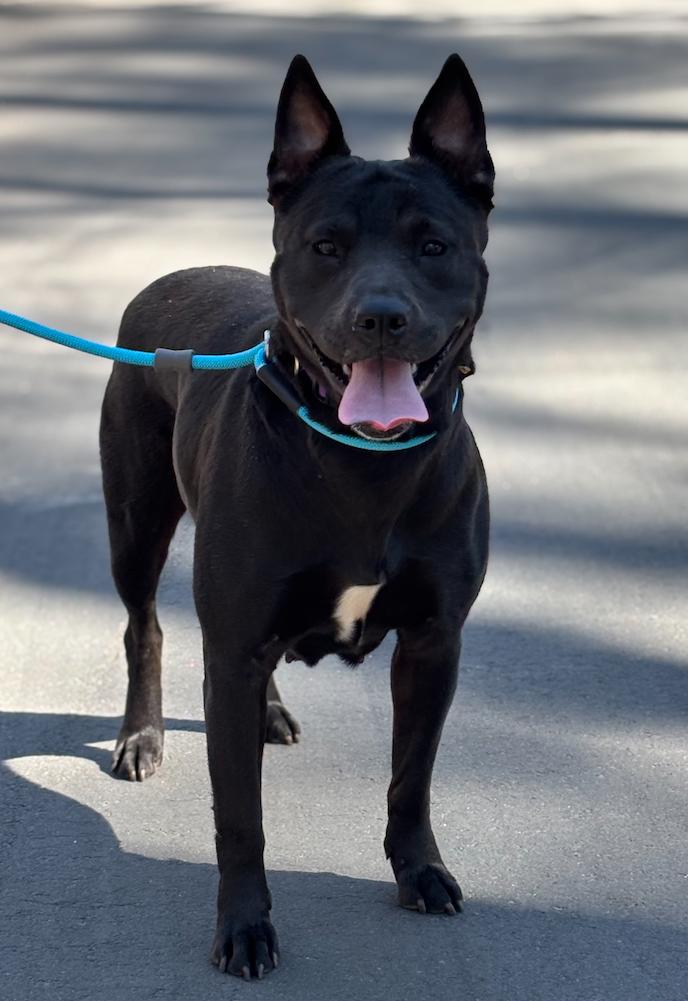 Little Athena, a Adoptable mixed breed in Decatur, GA image 2/3