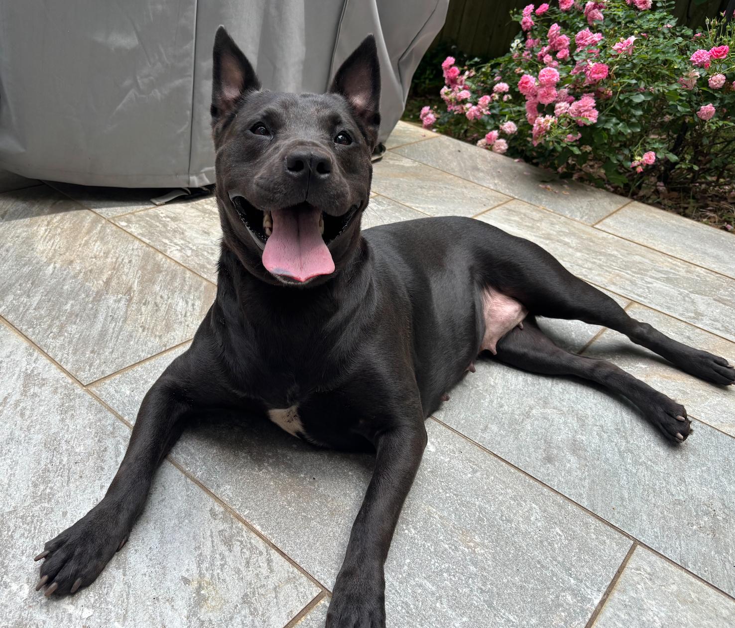 Little Athena, a Adoptable mixed breed in Decatur, GA image 3/3