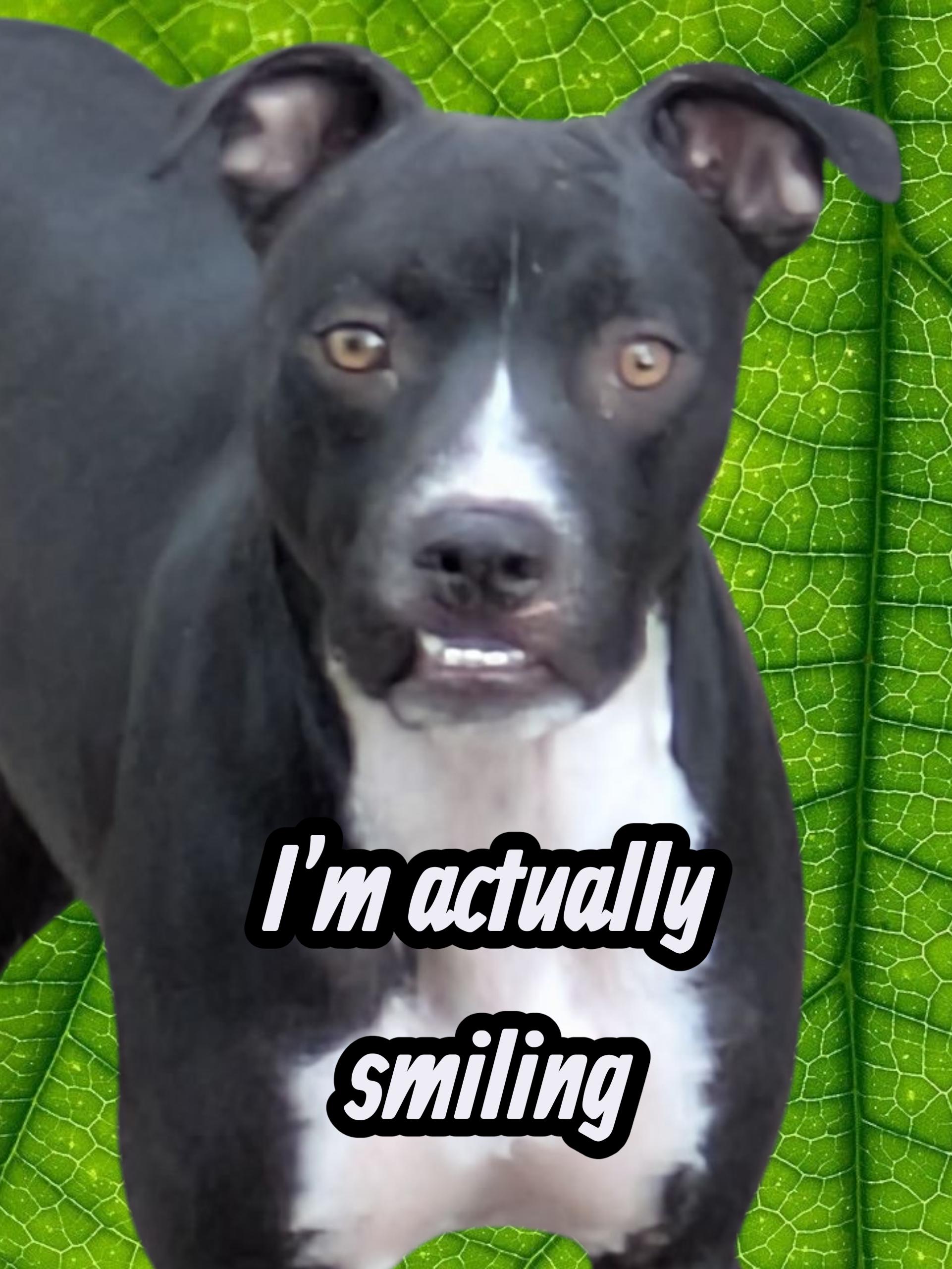 Big Boy, a Adoptable mixed breed in Denver, CO image 1/2