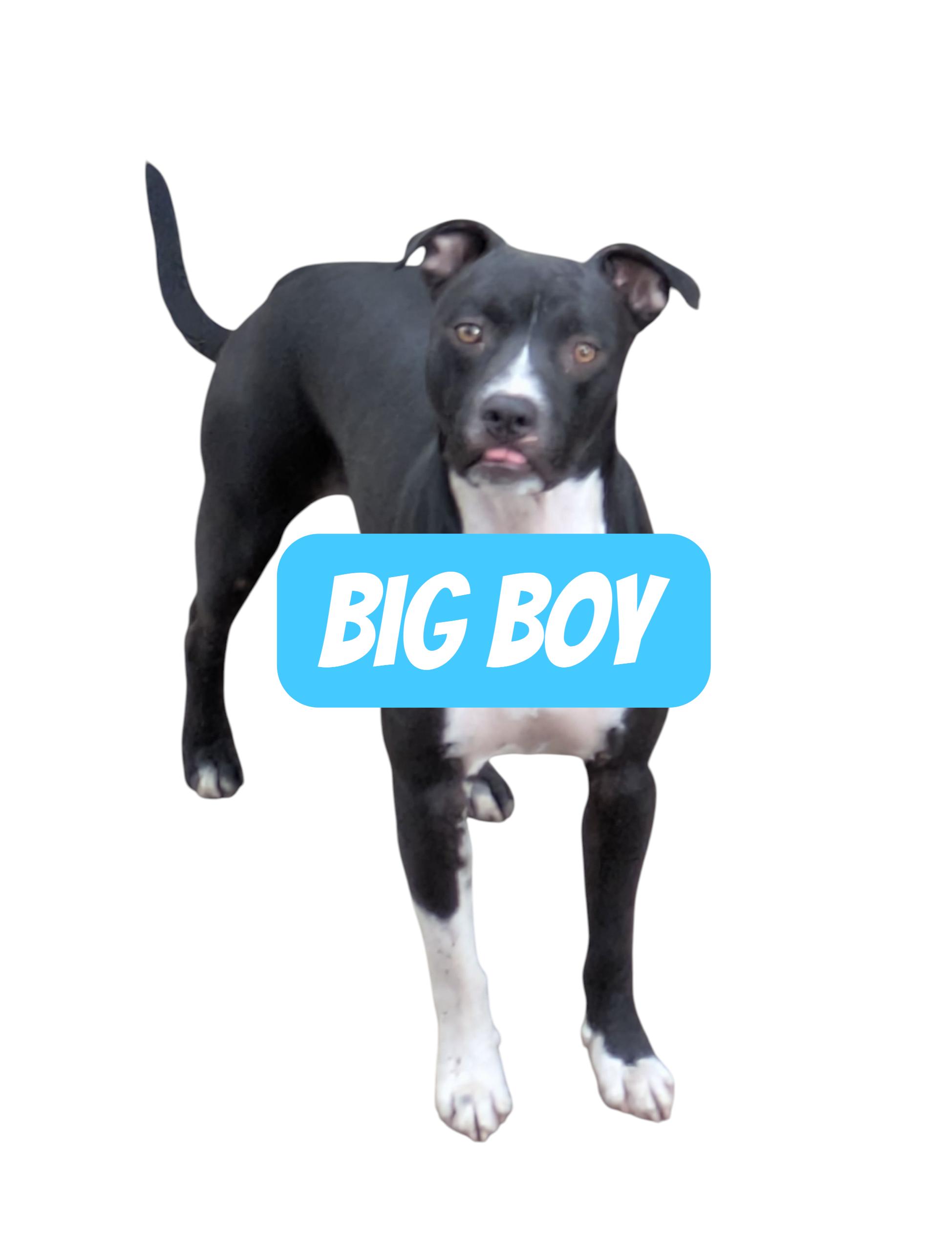 Big Boy, a Adoptable mixed breed in Denver, CO image 2/2