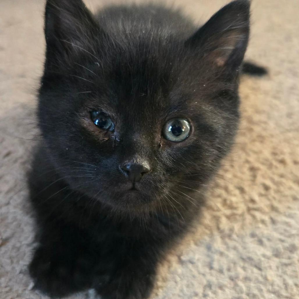 Enlarge Haiku, a Adoptable Domestic Short Hair in Brevard, NC image 1/1