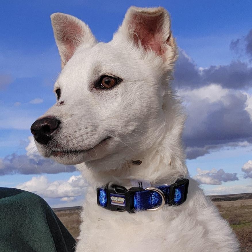 Enlarge Tucker, a Adoptable mixed breed in Marysville, WA image 5/6
