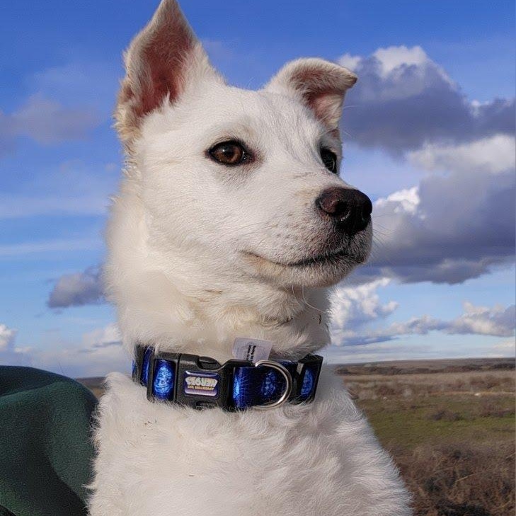 Enlarge Tucker, a Adoptable mixed breed in Marysville, WA image 6/6