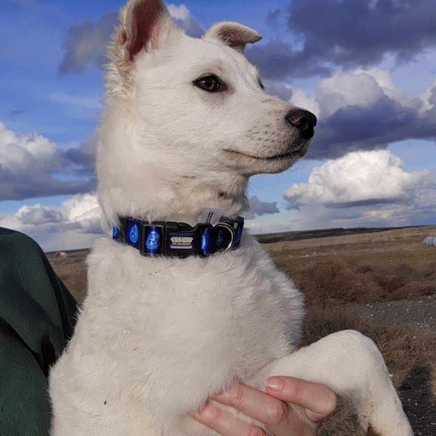 Enlarge Tucker, a Adoptable mixed breed in Marysville, WA image 2/6
