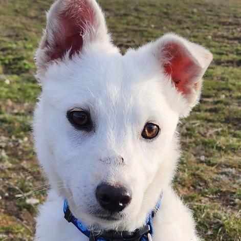 Enlarge Tucker, a Adoptable mixed breed in Marysville, WA image 4/6