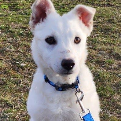 Enlarge Tucker, a Adoptable mixed breed in Marysville, WA image 1/6