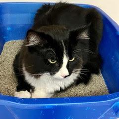 Mittens — thumbnail 2