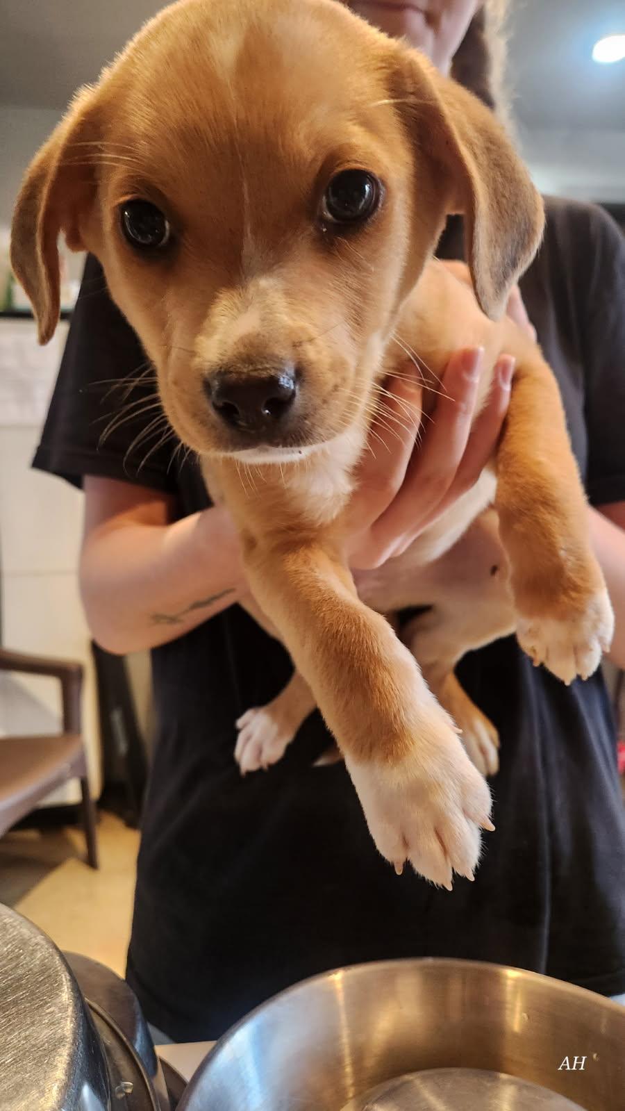 Enlarge Clover, a ADOPTABLE mixed breed in Loxahatchee, FL image 1/1