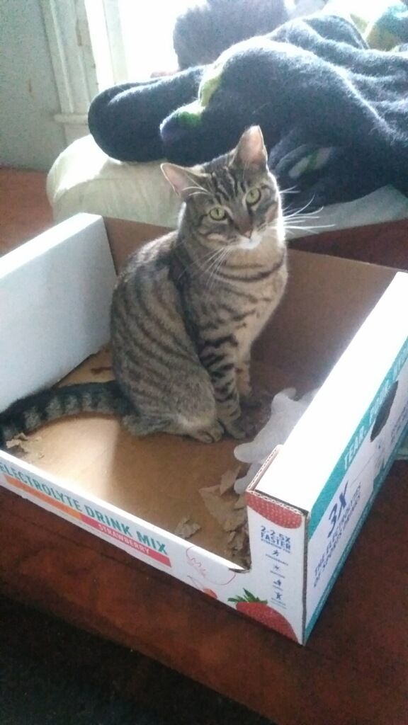 Frankieboy
