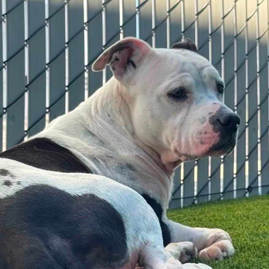 Sugar, a ADOPTABLE mixed breed in Prineville, OR image 2/4
