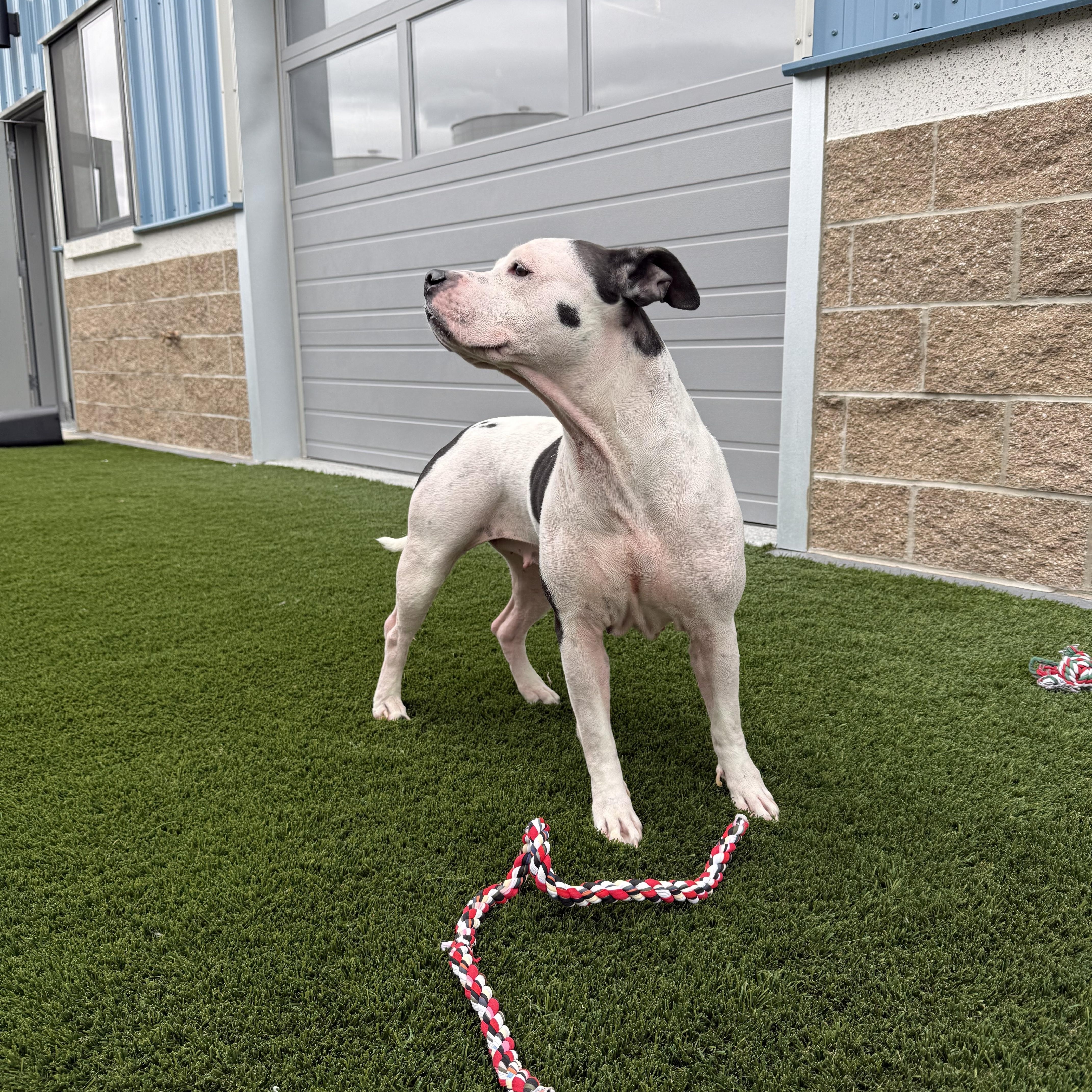 Sugar, a ADOPTABLE mixed breed in Prineville, OR image 3/4