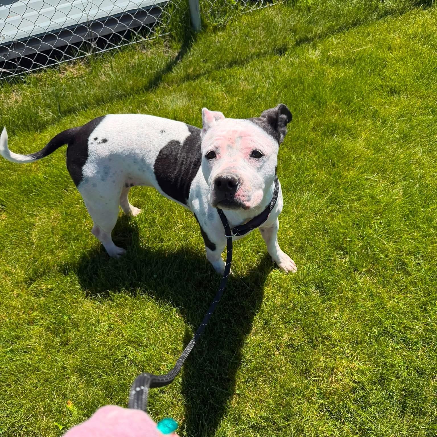 Sugar, a ADOPTABLE mixed breed in Prineville, OR image 1/4