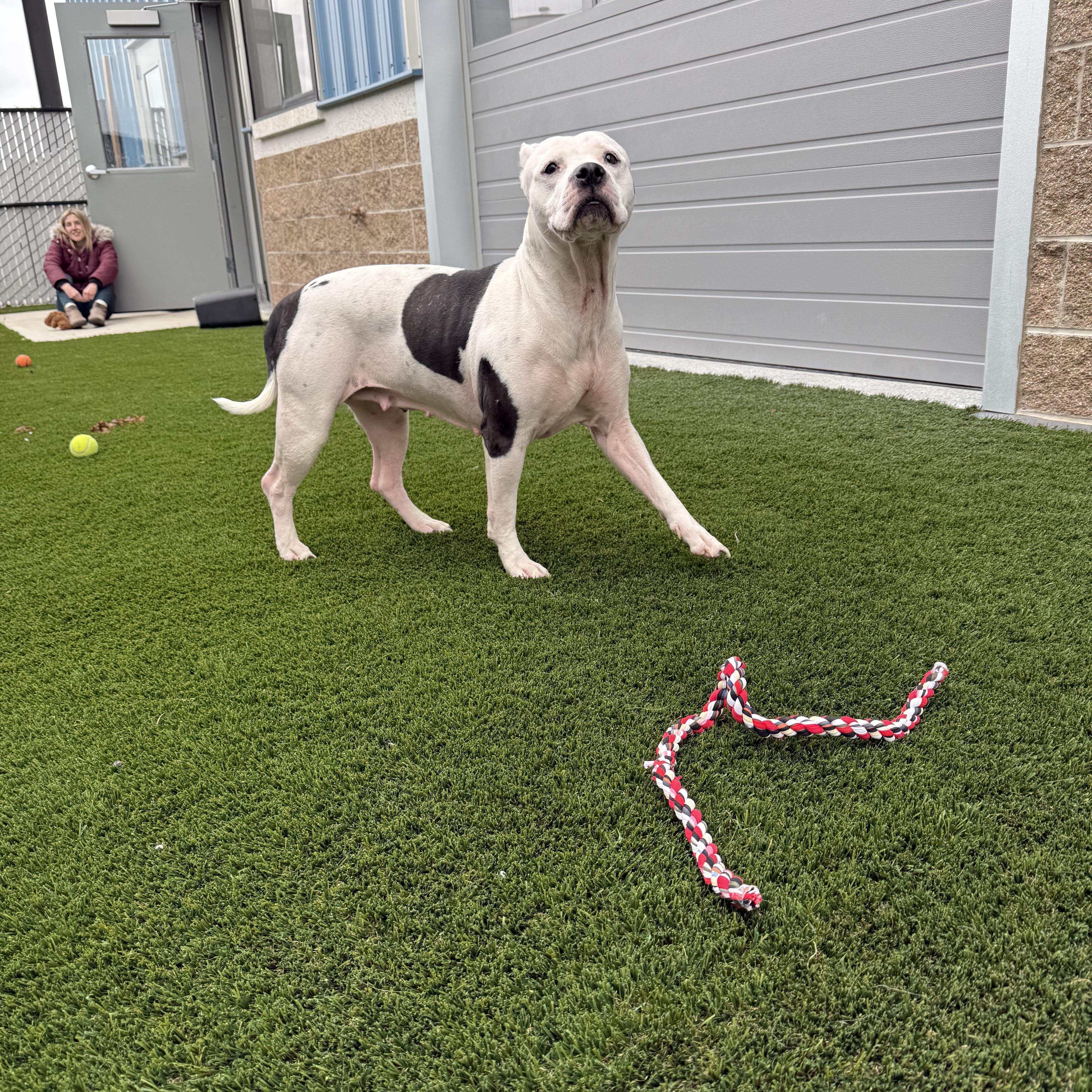 Sugar, a ADOPTABLE mixed breed in Prineville, OR image 4/4