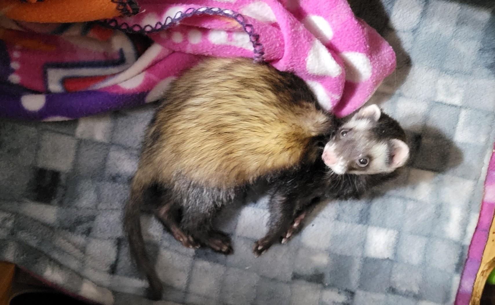 Enlarge Gabe, a ADOPTABLE Ferret in Acworth, GA image 2/2